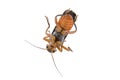 Soldier beetle on a white background Royalty Free Stock Photo