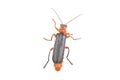 Soldier beetle on a white background Royalty Free Stock Photo