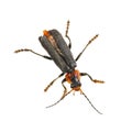 Soldier beetle on a white background Royalty Free Stock Photo