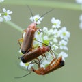 Soldier Beetles