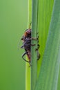 Soldier beetles / Cantharides