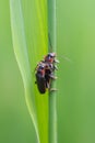 Soldier beetles / Cantharides Royalty Free Stock Photo