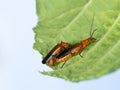 Soldier beetles - Cantharis rustica, mating leaf. Nature spring Royalty Free Stock Photo