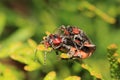 Soldier beetles