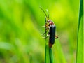 Soldier beetles insect on a green leaf. Insect concept