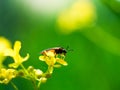 Soldier beetles insect on a yellow leaf