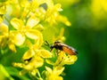 Soldier beetles insect on a yellow leaf. Insect concept