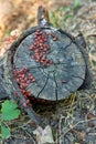 Soldier beetles are sitting on a tree stump. Many red beetles photographed close-up on a wooden stump. Royalty Free Stock Photo