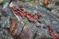 Soldier beetles are sitting on a tree stump. Many red beetles photographed close-up on a wooden stump. Royalty Free Stock Photo