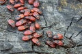 Soldier beetles are sitting on a tree stump. Many red beetles photographed close-up on a wooden stump. Royalty Free Stock Photo