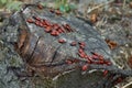 Soldier beetles are sitting on a tree stump. Many red beetles photographed close-up on a wooden stump. Royalty Free Stock Photo