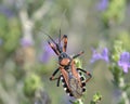 The soldier beetles