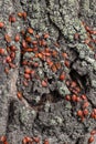 Soldier Bug firebug, a large colony of Pyrrhocoris apterus on a linden tree trunk Royalty Free Stock Photo