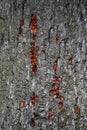 A soldier bug on the surface of the bark of a tree in the park. Mating games with insects.