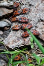 A soldier bug, or winged red bug, or a goat, or a red bug, is a species of ordinary ground-based bugs of the red-bug family. Royalty Free Stock Photo