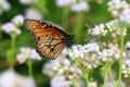 Soldier Butterfly on Blue Mistflower Royalty Free Stock Photo