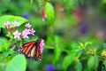 Soldier butterfly on pink flowers in aviary Royalty Free Stock Photo