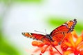 Soldier butterfly on red flowers, Florida Royalty Free Stock Photo