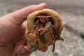 Hermit Crab in Shell Royalty Free Stock Photo