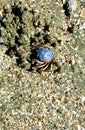 Soldier Crab or Mictyris longicarpus Royalty Free Stock Photo