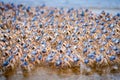 Soldier crabs on Fraser Island