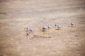 Soldier crabs on Fraser Island