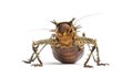 Soldier Cricket, Cosmoderus sp. Royalty Free Stock Photo