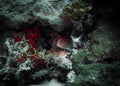 Soldier fish peeking out from under corals in the Indian ocean