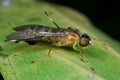 A soldier fly with rain drops