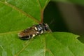 Normal Soldier Fly - Stratiomys norma