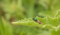 Soldier Fly on stingy leaf