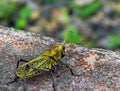 soldier-grasshopper or just brasileirinho & x28;Chromacris speciosa