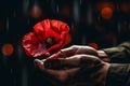 Soldier hands holding one wild red poppy flower. Remembrance Day, Armistice Day, Anzac day symbol