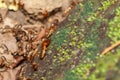 Soldier termite guarding the worker termites Royalty Free Stock Photo