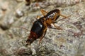 The soldier termite of soil eater Royalty Free Stock Photo