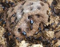 Soldier termite of soil eaters Royalty Free Stock Photo