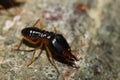 The soldier termite of soil Royalty Free Stock Photo
