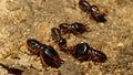 The soldier termite of soil eaters Royalty Free Stock Photo