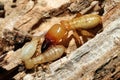 Soldier Termite with Workers Royalty Free Stock Photo