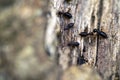 The soldier termites of wood eaters Royalty Free Stock Photo
