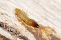 Soldier of Yellownecked dry-wood termite Kalotermes flavicollis