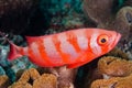 Soldierfish Royalty Free Stock Photo