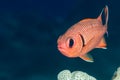 Soldierfish face on Royalty Free Stock Photo