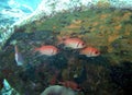 Soldierfish & Friends Rest in the Lee of Shipwreck Debris