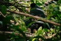 Soldiers aiming target and holding his rifles hidden ambushed, Army sniper camouflage in forest.