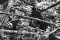 Soldiers aiming target and holding his rifles hidden ambushed, Army sniper camouflage in forest.