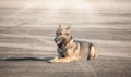 Soldiers from the K-9 unit demonstrations to attack the enemy , the green lawns. learn the human language