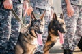 Soldiers from the K-9 unit demonstrations to attack the enemy , the green lawns. learn the human language. Dogs can follow orders