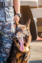 Soldiers from the K-9 unit demonstrations to attack the enemy , the green lawns. learn the human language. Dogs can follow orders