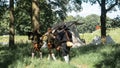 Soldiers at an reenactment walking away from the battle of Bourtange 1650 Royalty Free Stock Photo